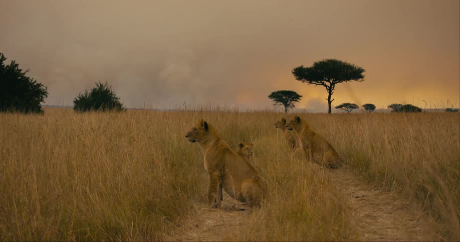 Three lions sit in a grassy field staring off somewhere while the sun sets behind them