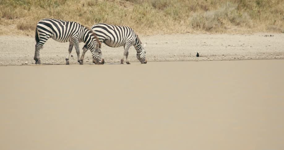Two zebras standing in shallow water while drinking as a bird sits on the shoreline