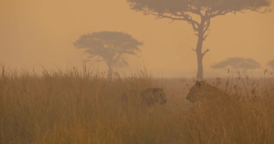 A lion walks over to another lion in a wide open field with few scattered trees