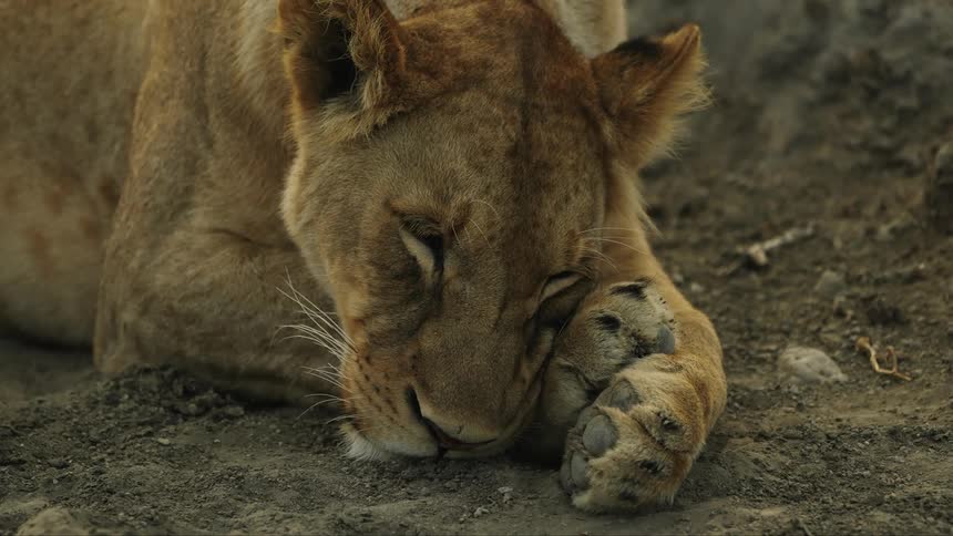 A female lion sleeps on a dirt floor then opens her eyes waking up