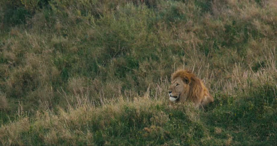 A lion is on the hill
