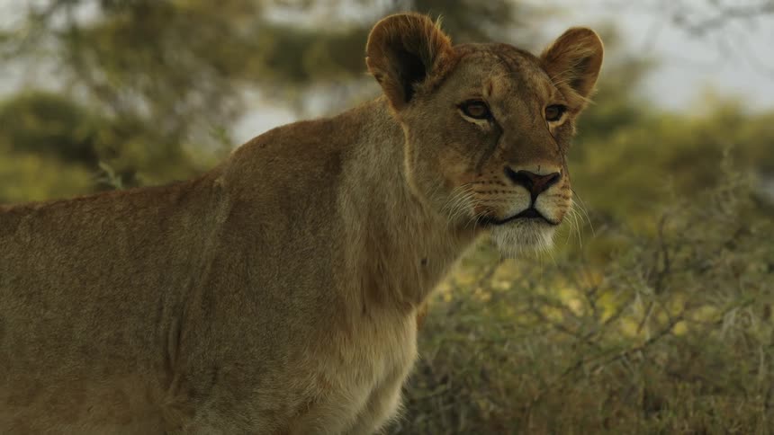 A lion walks through a grassland and then stops and looks around before sitting down
