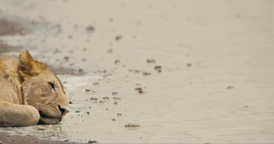 A lion laying down on the edge of water meeting the shore as he lifts his head then puts it back down