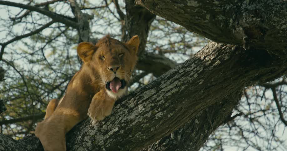 A lion perched on a tree showing signs of hunger and weakness