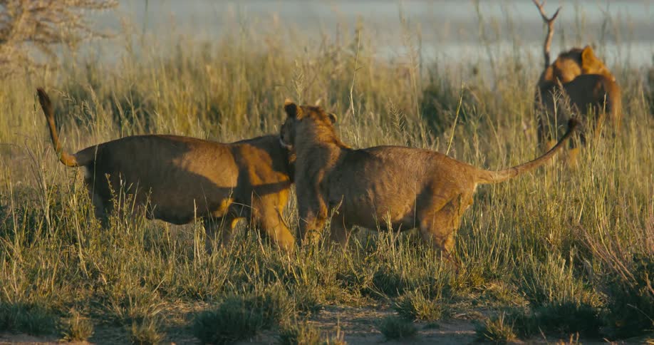 Two lions rest in a field covered in bushes one watching the environment and the other lying down when a third comes and tries to play with the resting one
