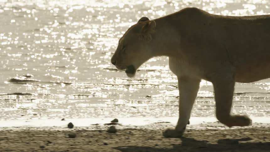 A female lion strolls along the water on a beach