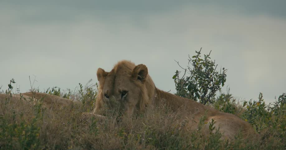 Two lions are resting in a grassy field and one of them starts grooming itself
