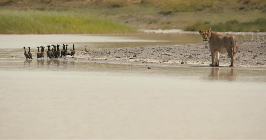 A lion by a small river next to a flock of birds