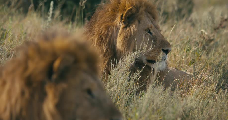 Two lions rest on their sides next to each other in a grassy field