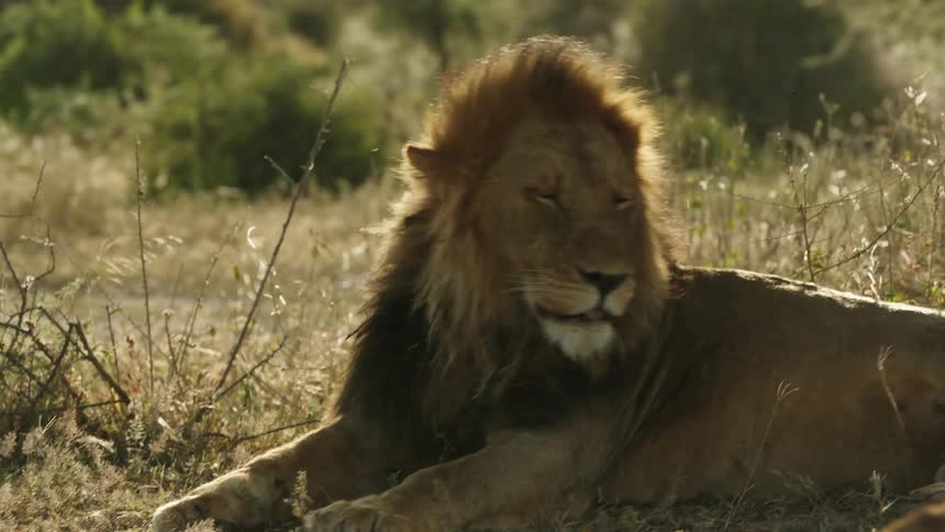 A male lion laying down in dry grass and bushes licking its leg and body