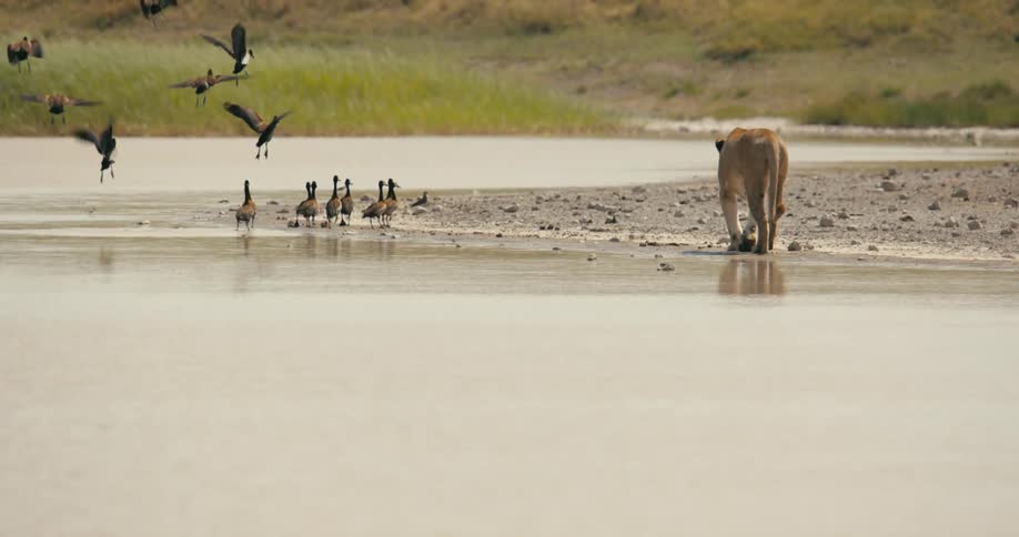 Lioness walks along the bank of a rive startling a flock of birds