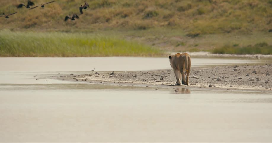 Lioness walks along the bank of a rive startling a flock of birds