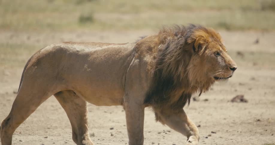 A male lion walking slowly across dirt as he stares forward determined