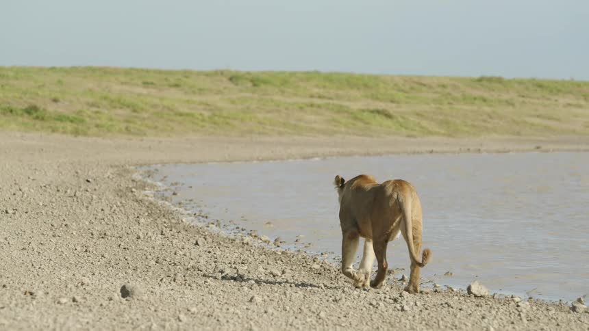 A lion walks along the riverbed as a bird flies over the water