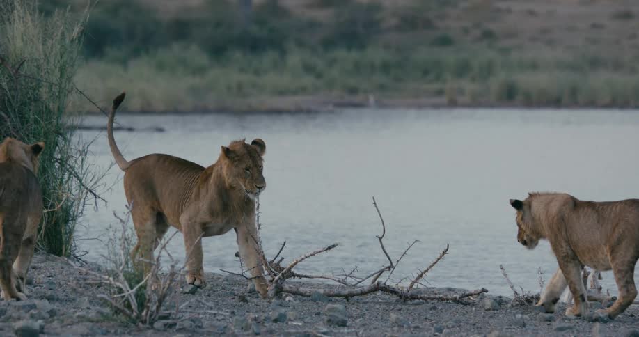 Lioness near the river in the wild