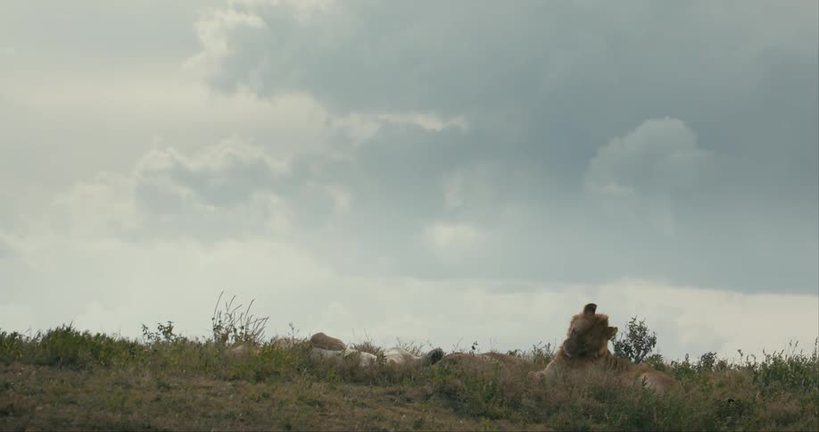 A pride of lions with yellow brown fur lies in the field