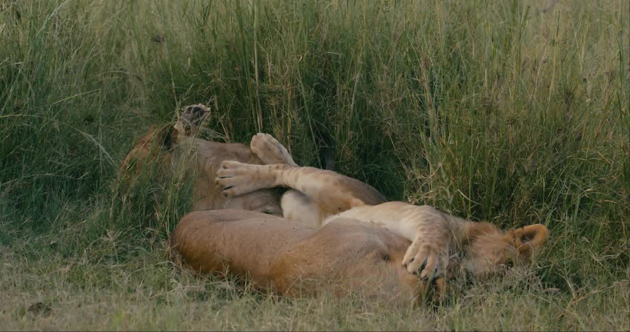 Three lions resting rolling around and playing with each other on the ground