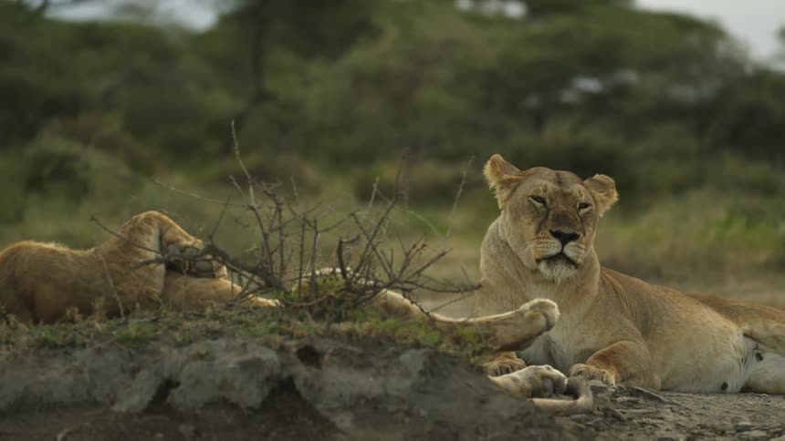 A pride of lions lying on the ground in the wild