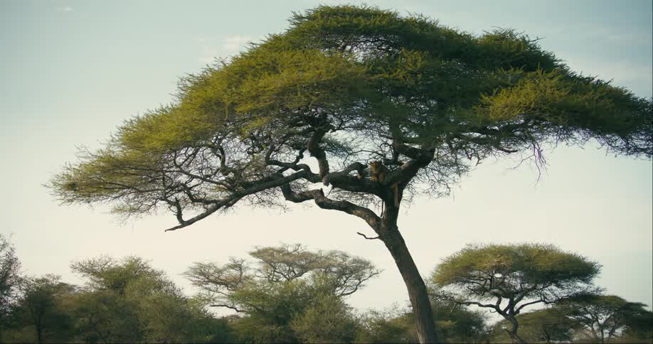 A tall tree shelters a barely visible lion that is resting on a branch