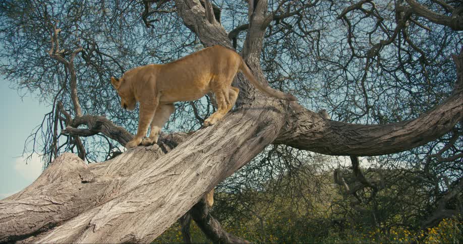 A lion walking down a large tree trunk before sitting and looking around