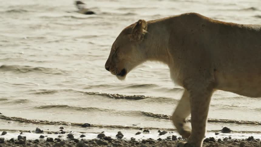 A drone view of a lion walking along a waters edge as a bird flies past it