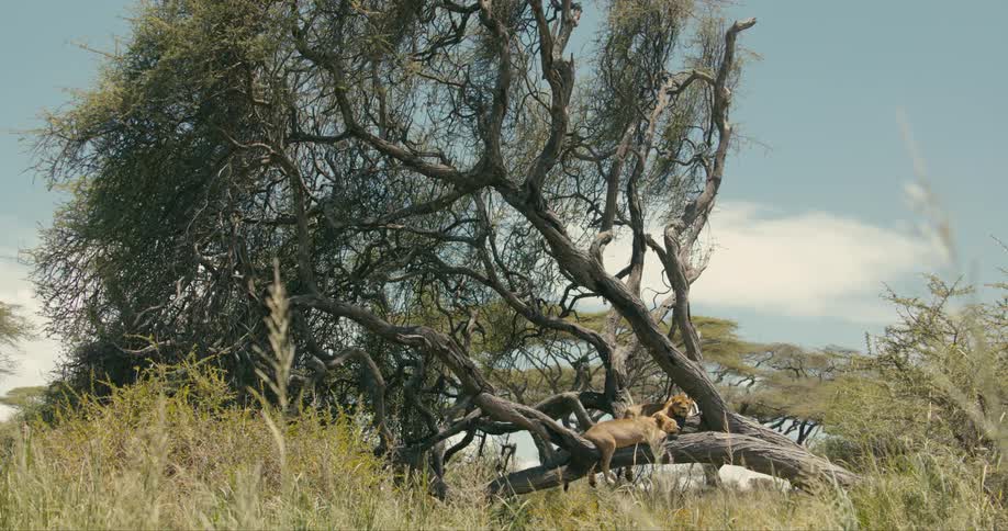 Lions laying down sleeping in a large tree on the savanna