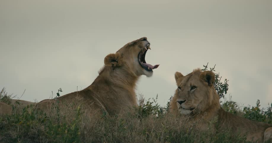 Two lions are laying together in the field