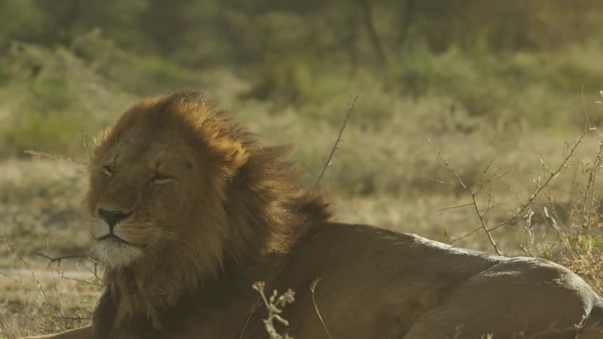 Lion lying on the ground in the savanna yawning or growling strong wind blowing dust and blowing his mane daytime