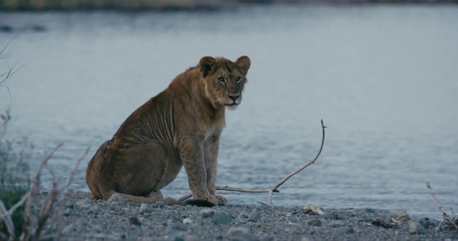 The lion is sitting by the water