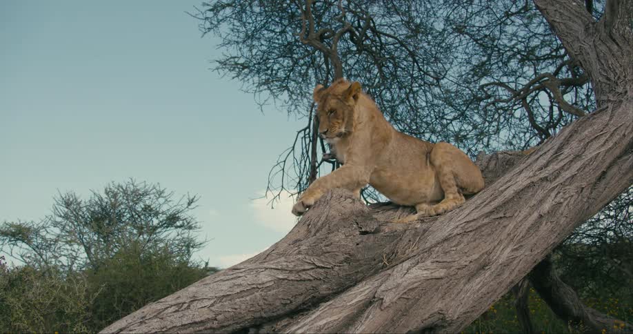 A lion sits on top of and lays down on a tree trunk
