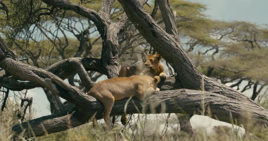 Two lions laying in a tree on a hot sunny day while one sleeps and the other looks around