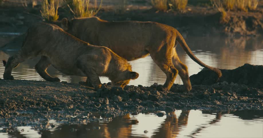 A lion walks up to another one and starts foraging for food near the water