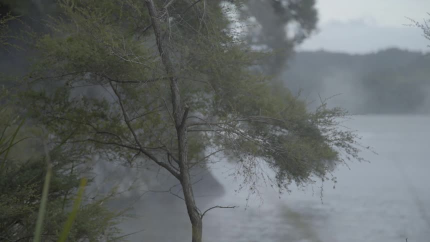 Fog coming over the water through branches