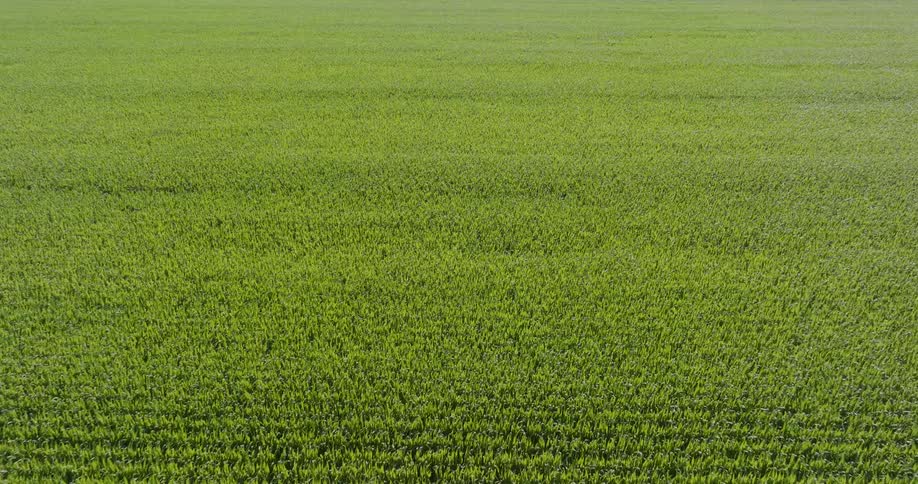The sun shines on a large field of growing corn plants as they sway in the breeze