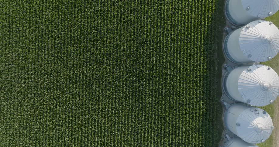 Birds eye view of corn stalks growing in neat rows alongside grain silos