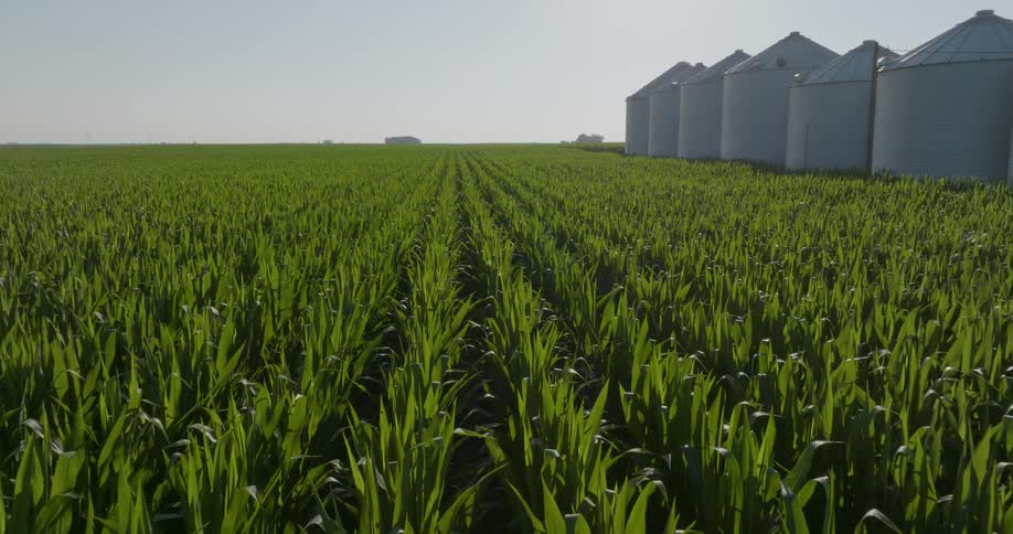 Low and slow traverse over rows of corn growing on a field near silos under warm sunshine