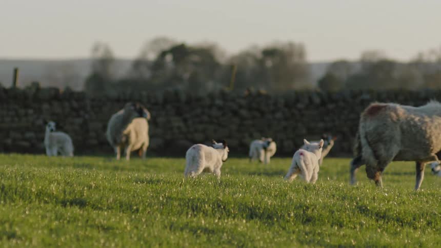 Some sheep and their lambs are grazing and running in an open field in front of a stone wall