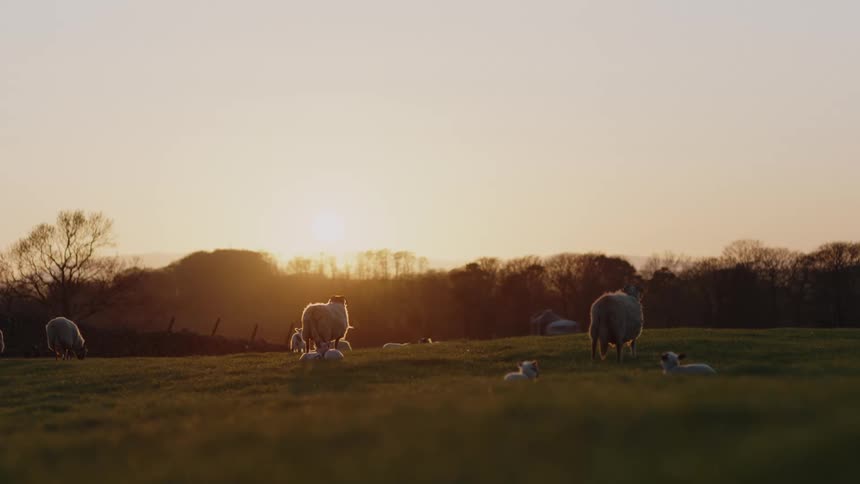 Sheep standing and laying down in a grass field as a lamb runs around in the distance and the sun is setting over the trees
