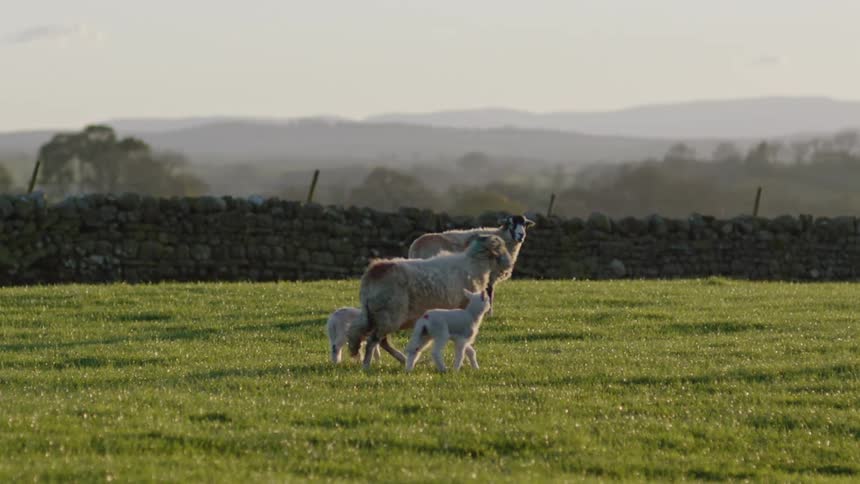 A sheep and their lamb standing in a grassy field while another sheep and two lambs trot by