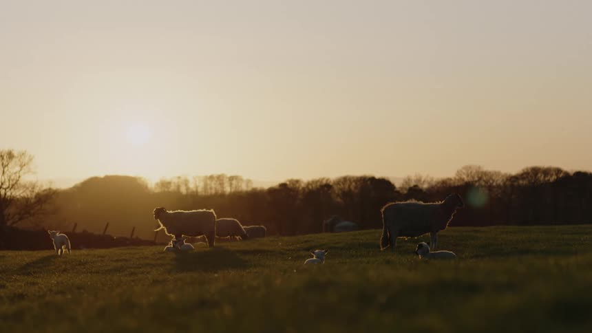 A group of sheep rest in a grassy field while a lamb plays around