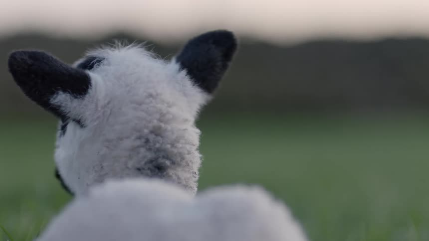 A lamb with its back to us looks to both sides