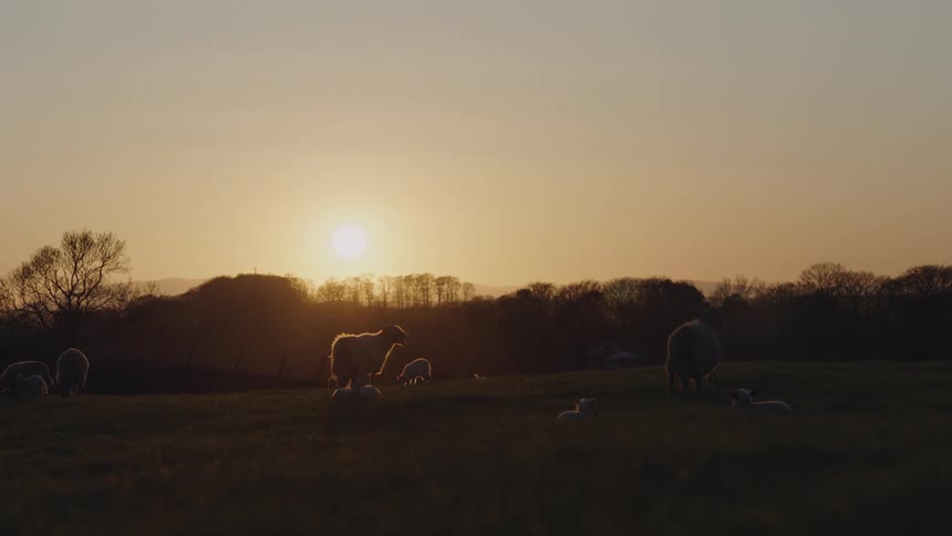 A small herd of sheep grazing on grass in a field as the sun sets over the trees on the hill