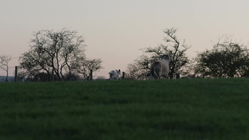 Sheep and lambs run in the grass