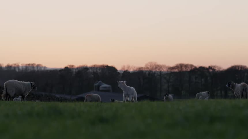 Sheep are walking on a hill near a house and there are trees and mountains in the distance