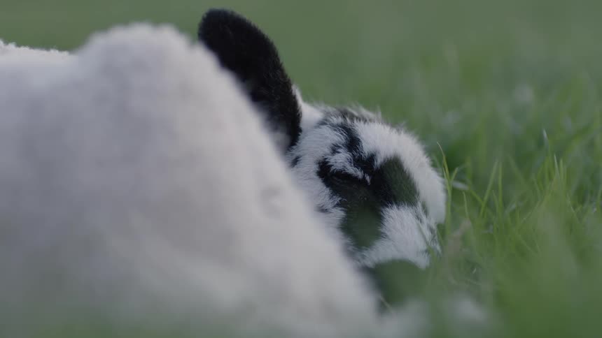 A lamb with black hair lying down on the grass looking weak