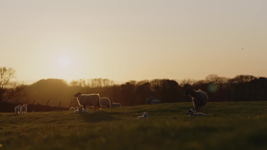 Sheep and lambs standing and laying in a grassy field as the sun sets over the trees in the distance