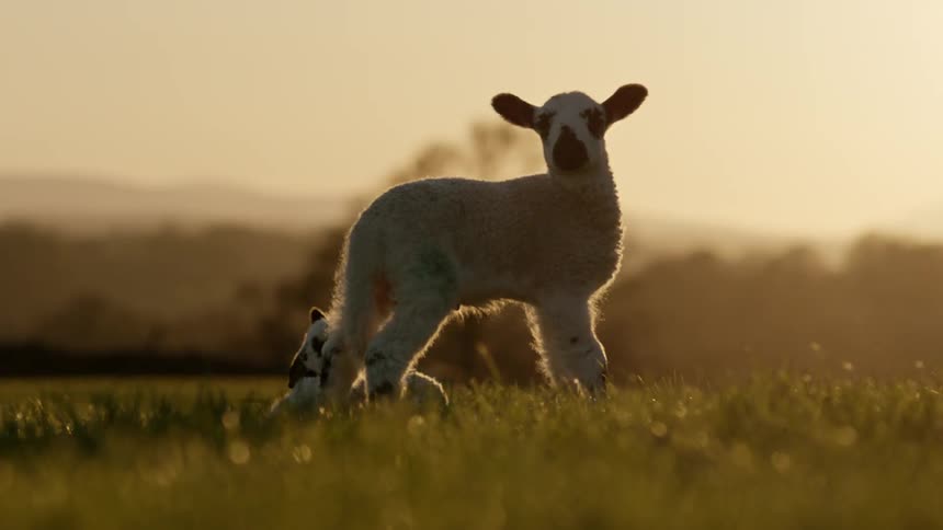 Two lambs are walking in the field at dusk