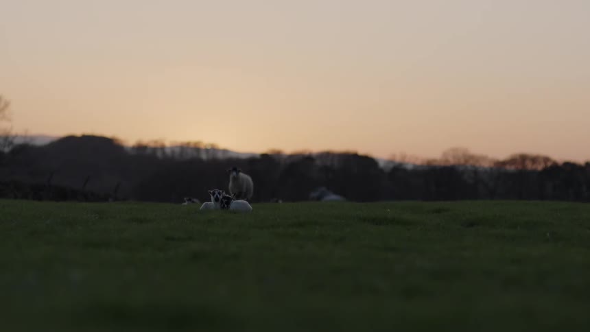 Sheep and Lambs lay in a grassy field in front of some mountains