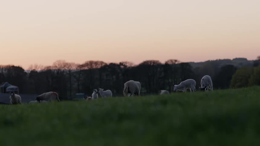 Sheep and lambs grazes on the green hill at dusk