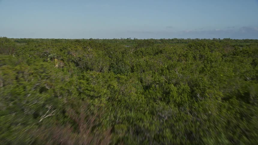 An aerial view of the lush green mangrove forests along the shoreline of Upper Sugarloaf Key Florida filmed during daytime